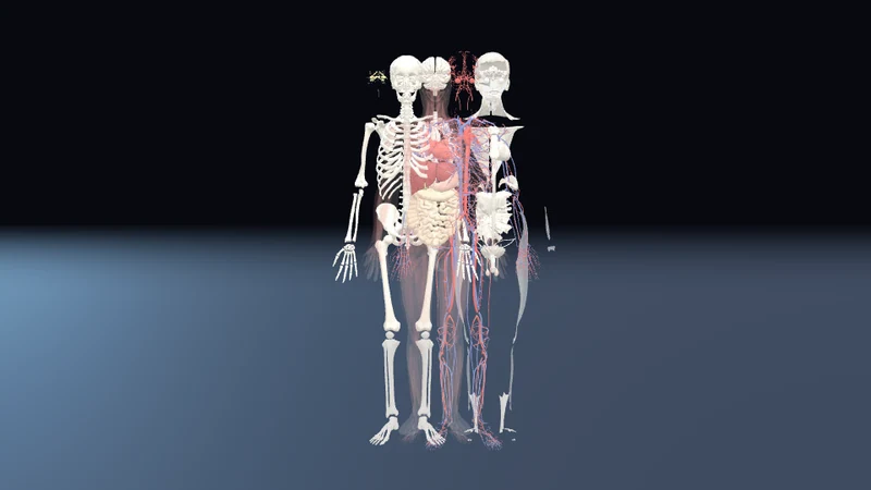 Körper in Einzelteilen 3D