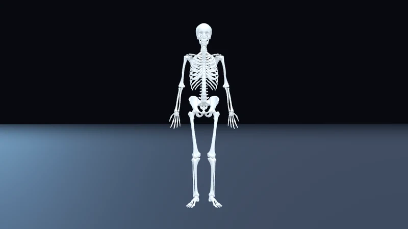 Menschlicher Körper (3D)