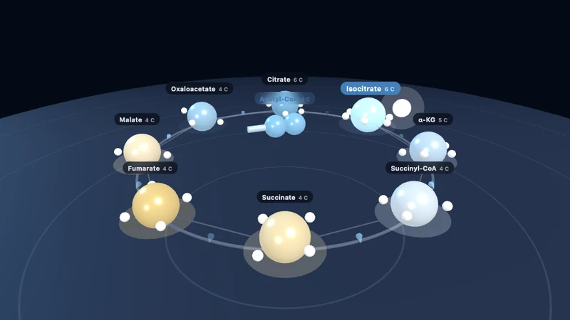 Zitronensäurezyklus (3D)