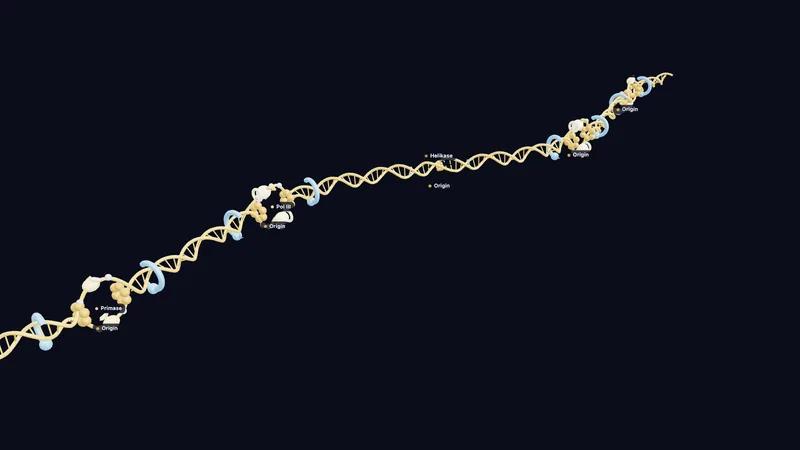 DNA replication