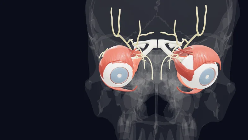 Auge — Augenmuskeln und Sehen (3D)