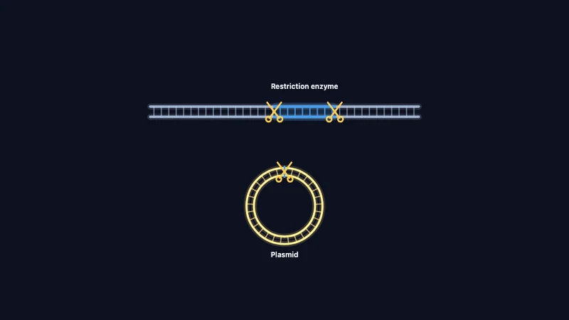 Gene cloning