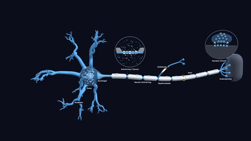 Nervenzelle — Erregung, Leitung, Synapse (3D)