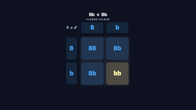 Punnett square (Mendel)
