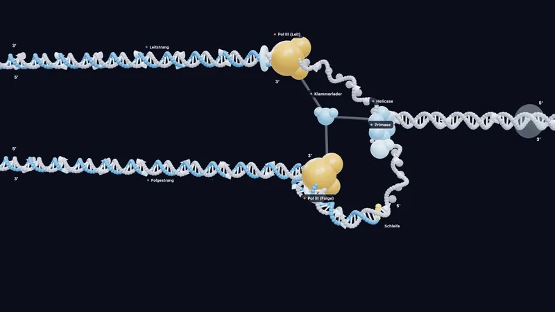 Replication fork