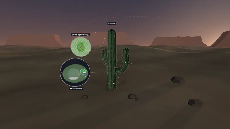 Saguaro — CAM-Photosynthese im Tageslauf (3D)