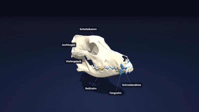 Tieranatomie — Schädel, Gebiss und Gang (3D)